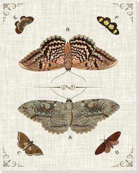 Butterfly Collection 3 Wrapped Canvas Giclee Art Print Wall Art