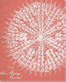 Coral Etching-Coral Wrapped Canvas Giclee Art Print Wall Art