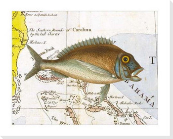 Sunfish Wrapped Canvas Giclee Art Print Wall Art