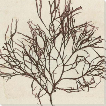 Brilliant Seaweed II Wrapped Canvas Giclee Art Print Wall Art