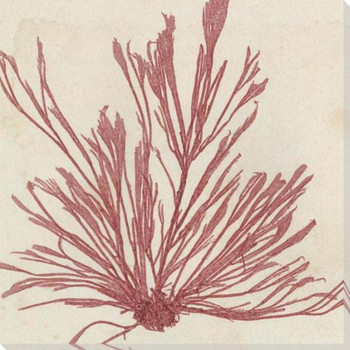 Brilliant Seaweed IX Wrapped Canvas Giclee Art Print Wall Art