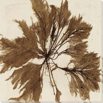 Brilliant Seaweed VI Wrapped Canvas Giclee Art Print Wall Art
