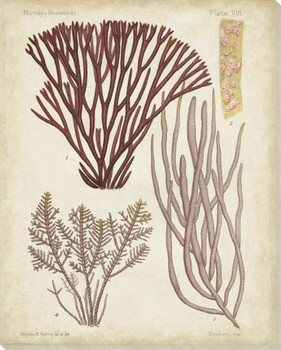 Seaweed Specimen in Coral I Wrapped Canvas Giclee Art Print Wall Art