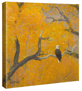 14" x 14" Eagle and Autumn Cottonwoods Wrapped Canvas Wall Art