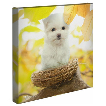 14" x 14" Birdie - Dog in Nest Wrapped Canvas Wall Art