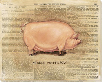 Middle White Sow Pig Wrapped Canvas Giclee Print Wall Art