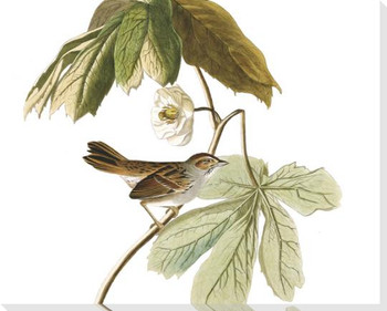 Swamp Sparrow Detail Plate #64 Wrapped Canvas Giclee Art Print Wall Art