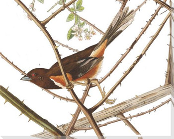 Towhee Bunting Bird Detail Plate #29 Wrapped Canvas Giclee Art Print Wall Art