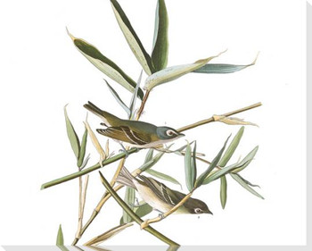 Vireo Solitaius Bird Detail Plate #28 Wrapped Canvas Giclee Art Print Wall Art