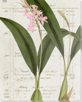 Botanical Collection 1 Wrapped Canvas Giclee Art Print Wall Art
