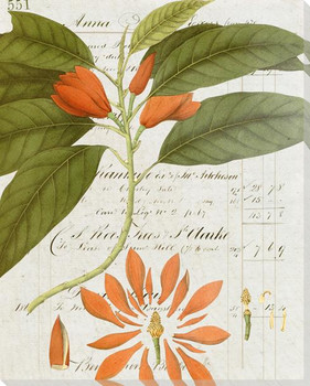 Botanical Collection 2 Wrapped Canvas Giclee Art Print Wall Art