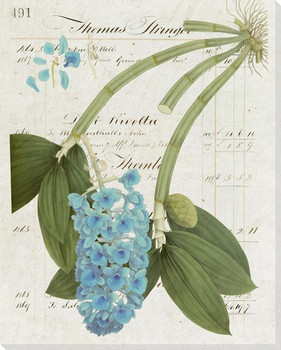Botanical Collection 3 Wrapped Canvas Giclee Art Print Wall Art
