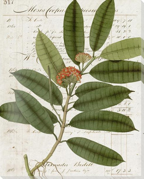 Botanical Collection 6 Wrapped Canvas Giclee Art Print Wall Art
