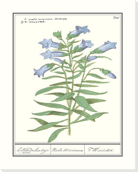 Gentiana Pneumonanthe Wrapped Canvas Giclee Art Print Wall Art