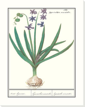 Eastern Hyacinth Flower Wrapped Canvas Giclee Art Print Wall Art