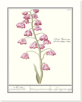 Fritillaria Persica Flower Wrapped Canvas Giclee Art Print Wall Art