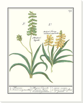 Grape Hyacinth Flower Wrapped Canvas Giclee Art Print Wall Art