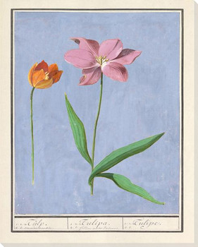 Orange And A Pink Tulip Wrapped Canvas Giclee Art Print Wall Art