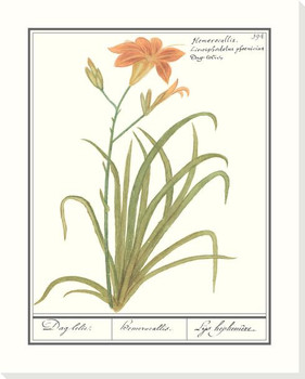 Orange Daylily Wrapped Canvas Giclee Art Print Wall Art