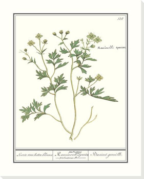 Ranunculus Flower Wrapped Canvas Giclee Art Print Wall Art