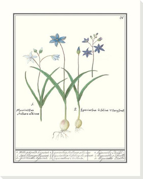 Sterhyacint Wrapped Canvas Giclee Art Print Wall Art
