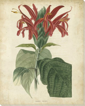 Tropical Floral V Wrapped Canvas Giclee Print Wall Art