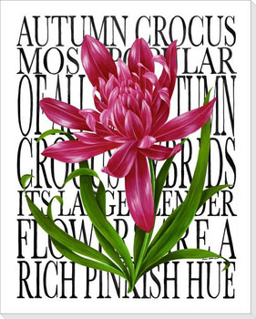 Autumn Crocus Flower Wrapped Canvas Giclee Print Wall Art