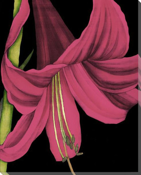 Pink Graphic Lily Flower III Wrapped Canvas Giclee Print Wall Art