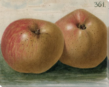 Apples No. 361 Wrapped Canvas Giclee Print Wall Art