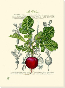 Le Radis Radish Wrapped Canvas Giclee Print Wall Art