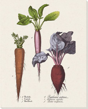 Radish Carrot Red Beet Wrapped Canvas Giclee Print Wall Art