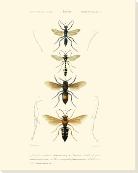 Antique Bees II Wrapped Canvas Giclee Print Wall Art