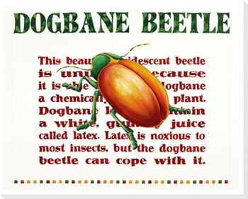 Dogbane Beetle Bug Wrapped Canvas Giclee Print Wall Art