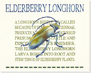 Elderberry Longhorn Wrapped Canvas Giclee Print Wall Art