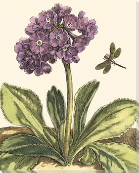 Garden Vignette I Dragonfly Wrapped Canvas Giclee Print Wall Art