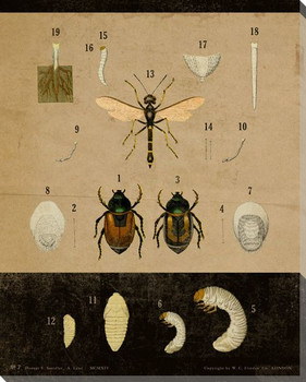 Vintage Educational Chart Insect Wrapped Canvas Giclee Print Wall Art
