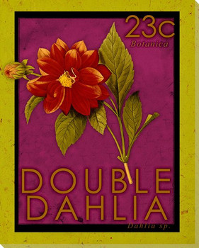 Double Dahlia Stamp Wrapped Canvas Giclee Print Wall Art