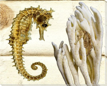 Seahorses Wrapped Canvas Giclee Print Wall Art