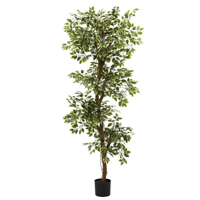 6' Variegated Silk Ficus Tree Artificial Trees Silk Trees