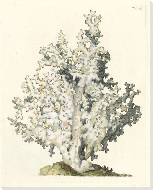 Antique Coral I Wrapped Canvas Giclee Print Wall Art