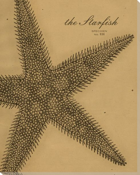 Starfish Etching Wrapped Canvas Giclee Print Wall Art