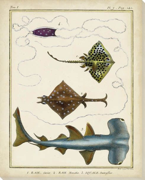 Antique Rays & Fish I Wrapped Canvas Giclee Print Wall Art