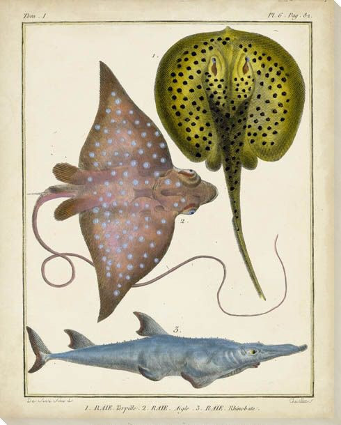 Antique Rays & Fish II Wrapped Canvas Giclee Print Wall Art