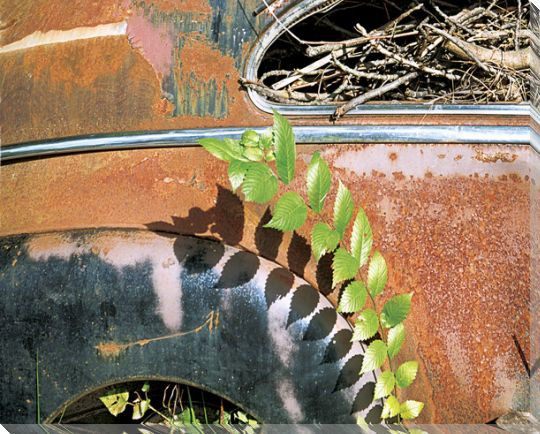 Plants Looking Down on Car Wrapped Canvas Giclee Print Wall Art