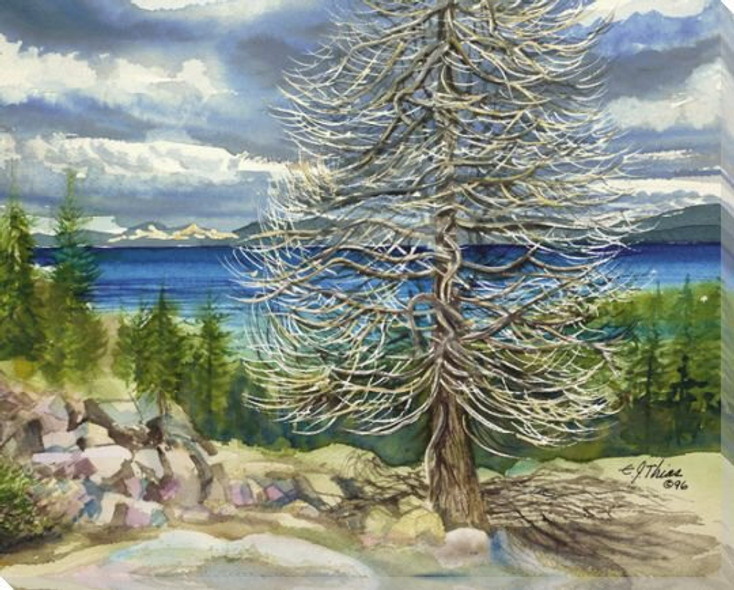 Tree at Lake Tahoe California Wrapped Canvas Giclee Print Wall Art