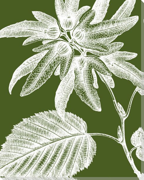 Botanical Etching V Wrapped Canvas Giclee Print Wall Art