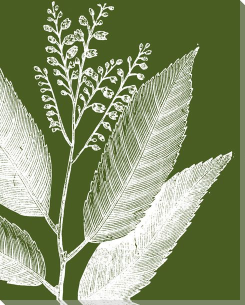 Botanical Etching II Wrapped Canvas Giclee Print Wall Art