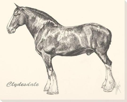 Clydesdale Horse Wrapped Canvas Giclee Print Wall Art
