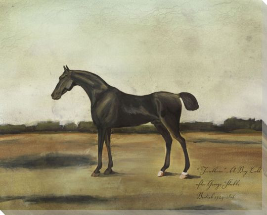 Trentham a Bay Colt Horse Wrapped Canvas Giclee Print Wall Art