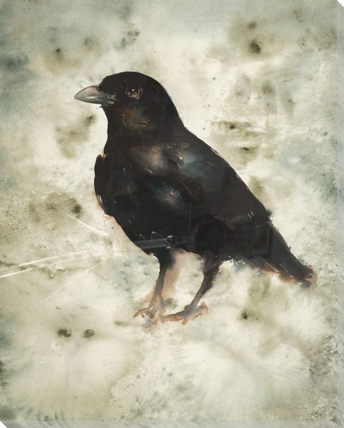 Sheryl Bird Wrapped Canvas Giclee Print Wall Art | Colorful Bird